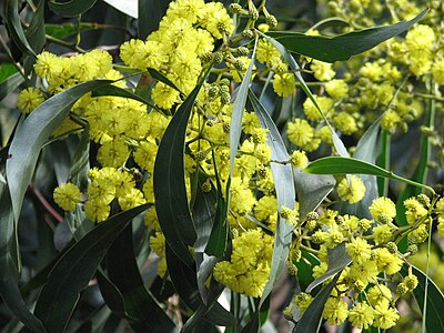Golden Wattle — national floral emblem